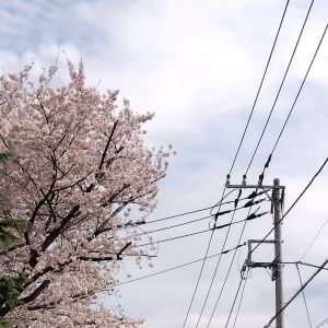 桜と電線